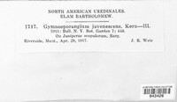 Gymnosporangium nidus-avis image